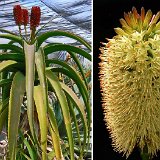 Aloe helenae Madagascar ©JLcoll.299.JPG